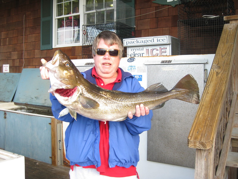 Codfish are definitely making a comeback. Richard Adams landed this 12-pounder while soaking clams over a wreck in 160 feet of water during a 12-hour trip with Capt. H.D. Parsons. BY LEWES HARBOUR MARINA